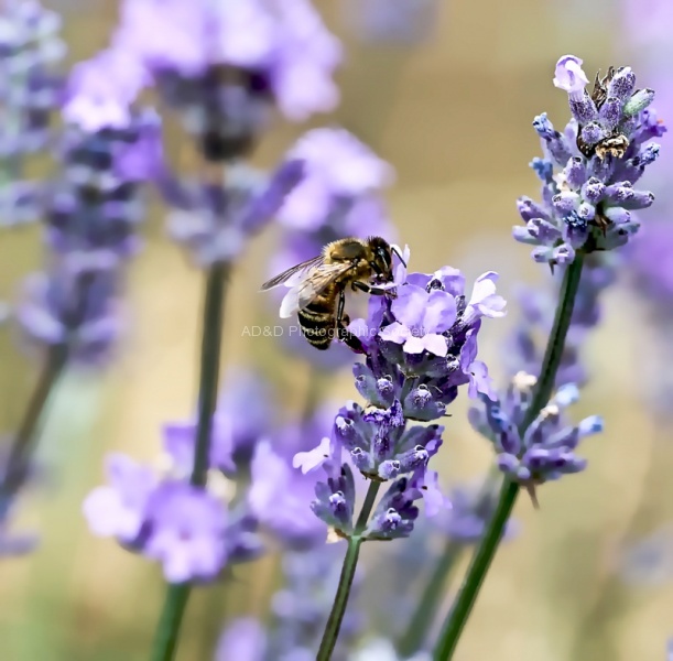 M Tyrrell - Bee on Lavender.jpg
