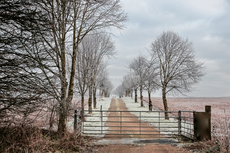 M Tyrrell - Frosty Morning.jpg