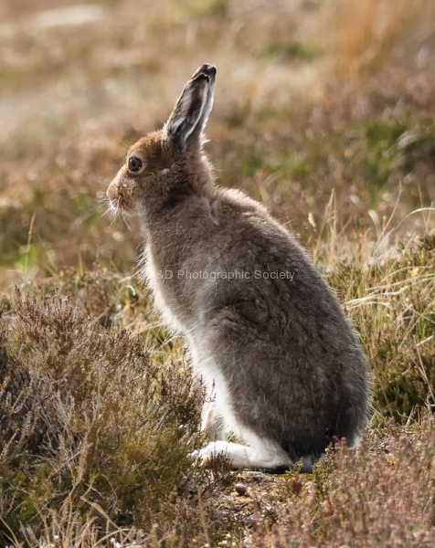 Mountain Hare - RichardB.jpg