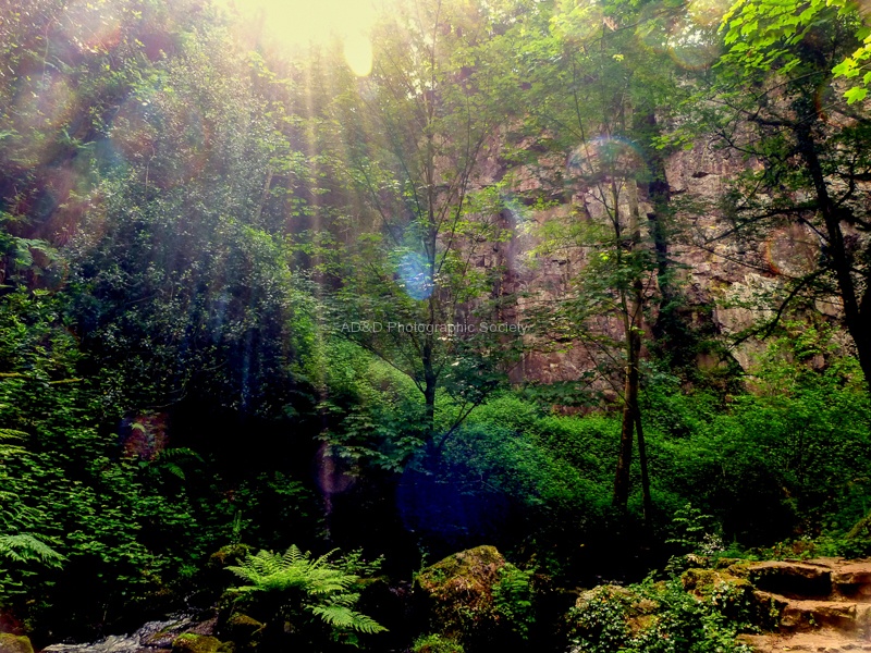 P Wilesmith - Sunny Glade.jpg