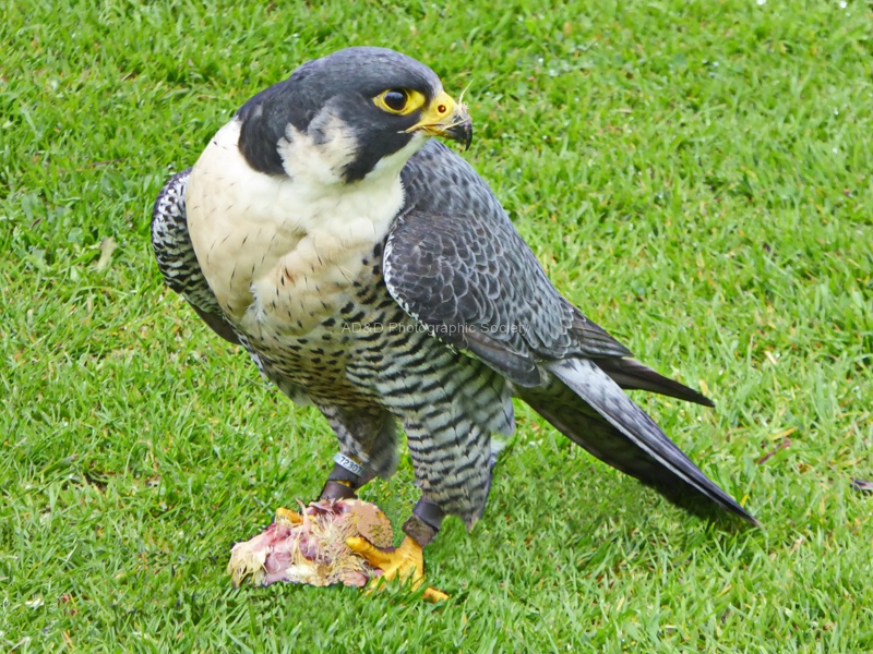 P1050108e.jpg