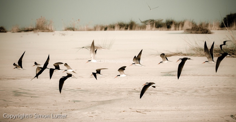 Beautiful Skimmers