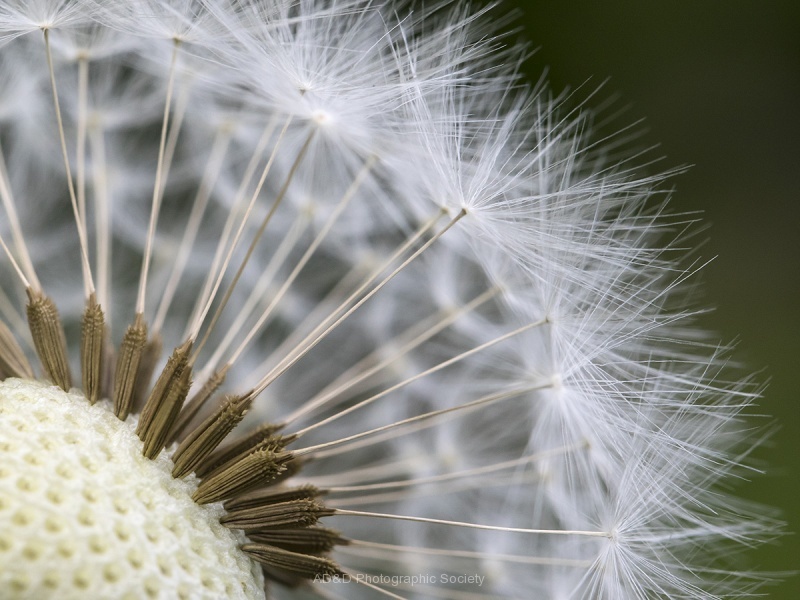 Nature's pincushion - Colin Lamb.jpg