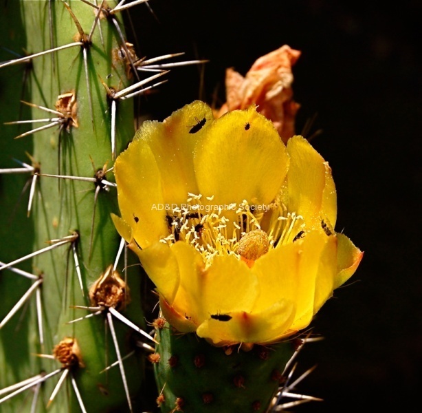 Wendy Looking in the cactus fl