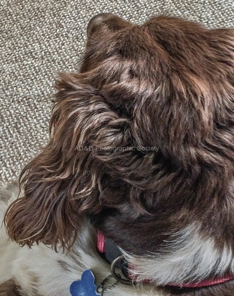 Wendy3-Sophie's Dog-001.jpg