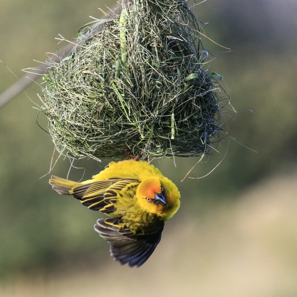 Angry Bird
