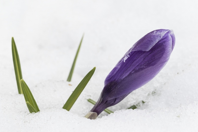 Defying the Beast from the East - Colin.jpg