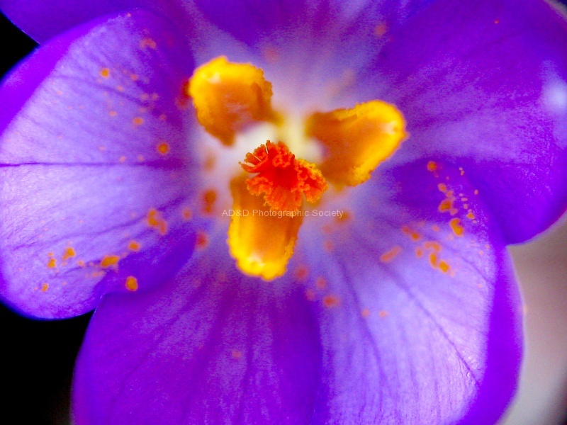 Powells_ purple.jpg