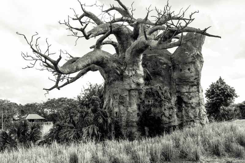 Neil - BW Landscape1.jpg