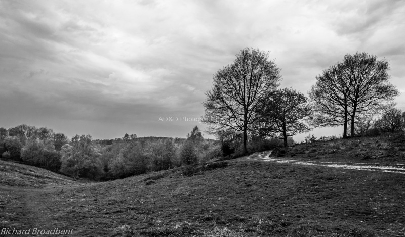 RichardB-B&W1.jpg