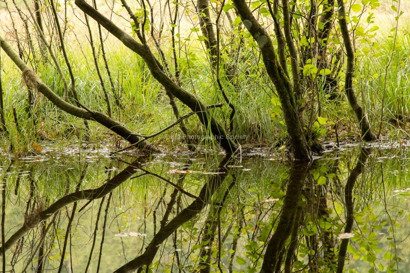Reflections, by Jim Muller