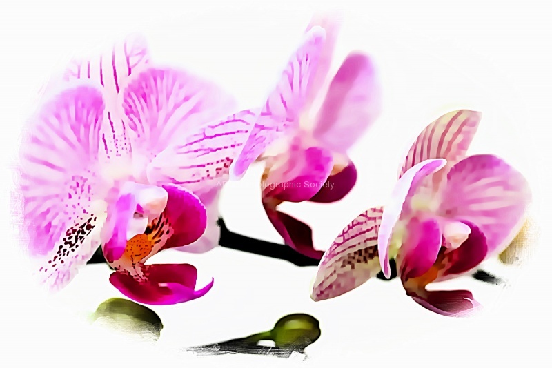 Orchid, by Maureen Tyrell