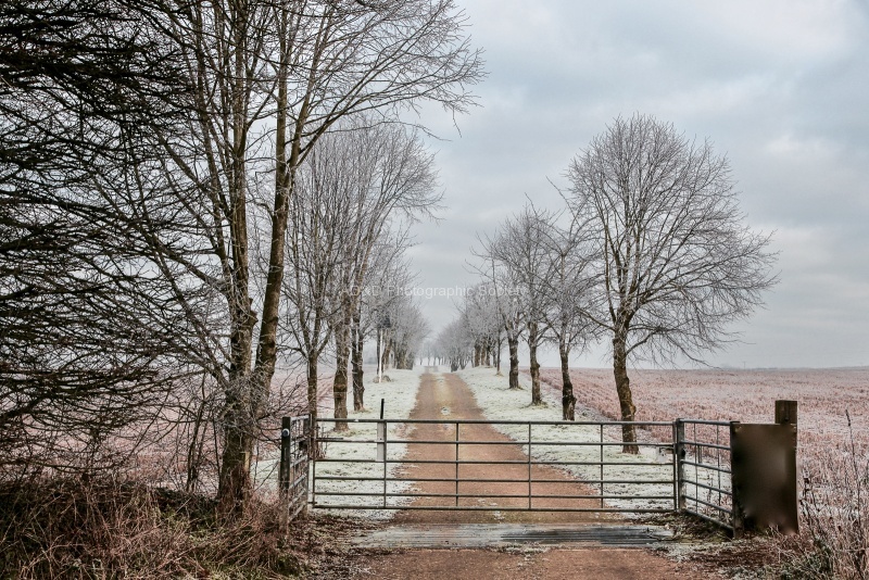 Frosty Morning, by Maureen Tyrrell