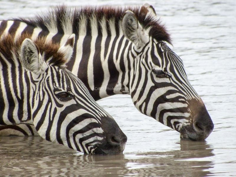 Drink for Two, by Randall Miles