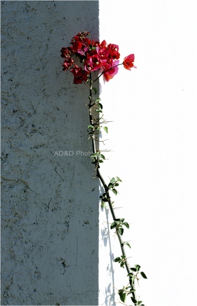 Wallflower, by Andreas Klatt