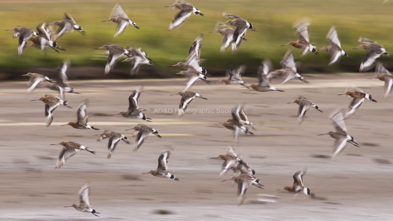 Colin Black-tailed Godwits.jpg
