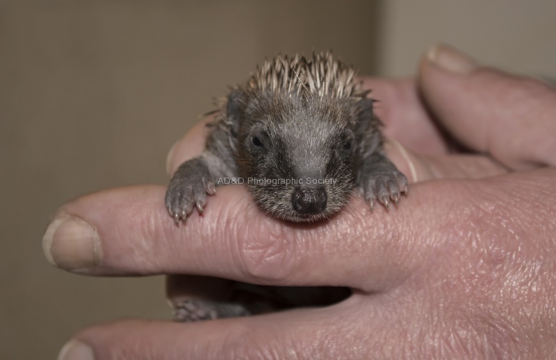Gail baby hedgehog.jpg
