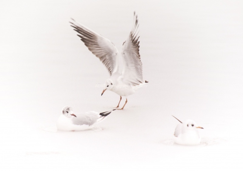 Gailgulls in the snow.jpg