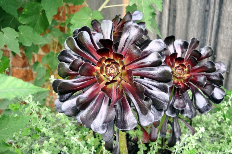 Chris_Vivid Succulent.jpg