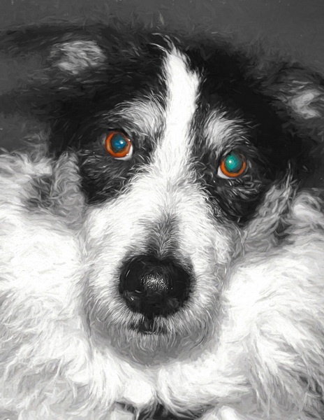 Frankie2_resize.JPEG