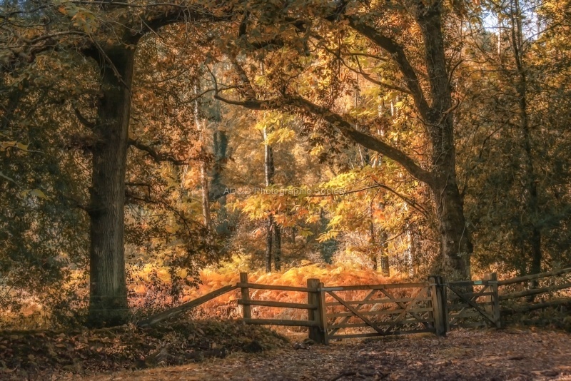 Gail_Autumn Scene in the Nw Forest.jpg