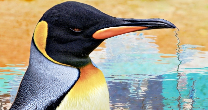 Birdland, by Maureen Tyrrell