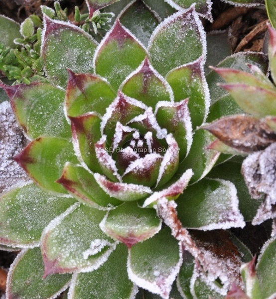 Frosty Leaves