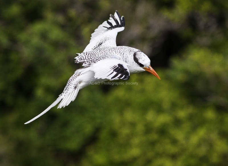 Red Bill, by Stuart Weston