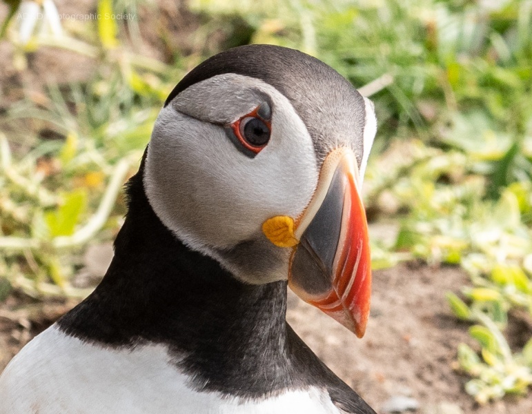 Puffin