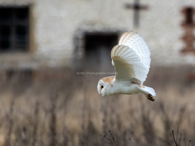 Barn Owl, by Colin Lamb