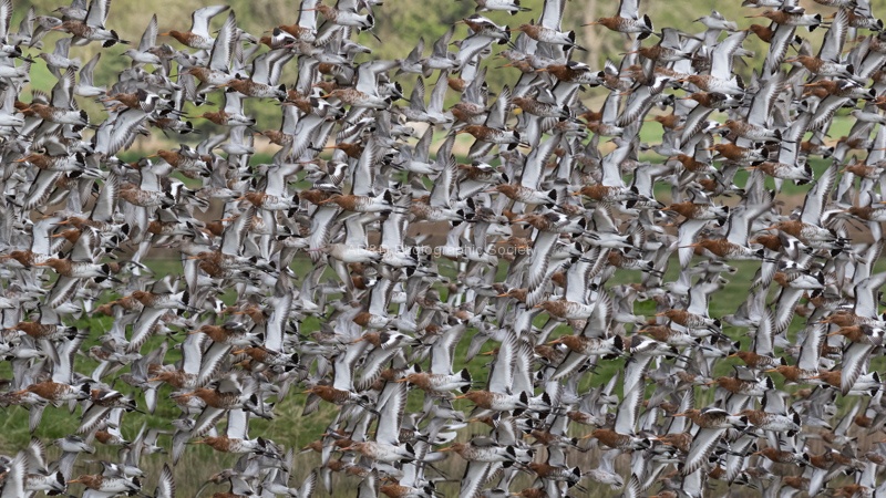 Bird wall, by Colin Lamb