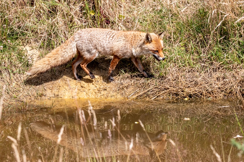 Reflecting On Life, by Jim Muller