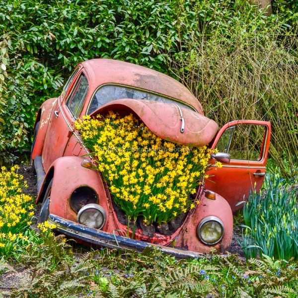 Beetle In Bloom, by Maureen Robinson