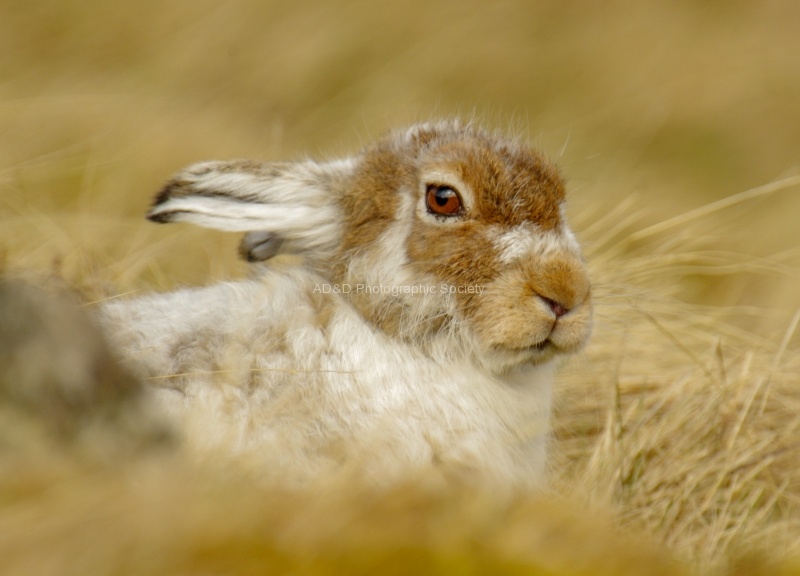 Mountain Hare, by Lindsey Smith
