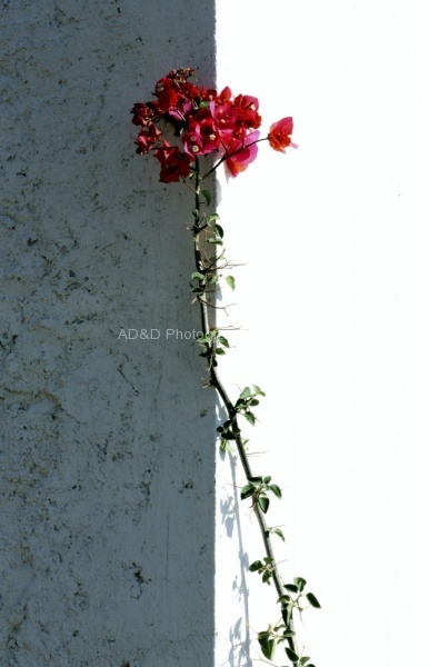 Wallflower, by Andreas Klatt ARPS