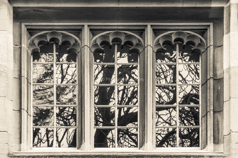 Three Windows, One Tree, by Wendy Meagher