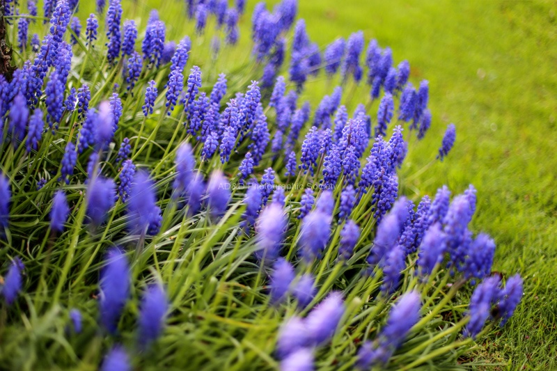 Spring Has Arrived, by Khatija Barday-Wood