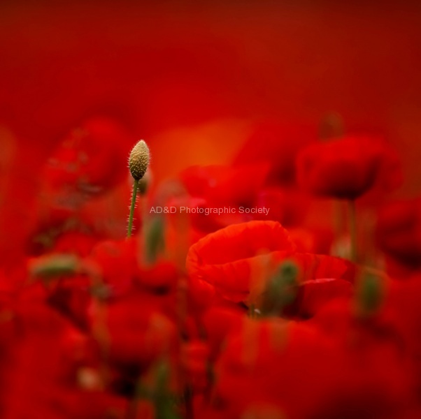 The Unknown Soldier, by Gail Girvan