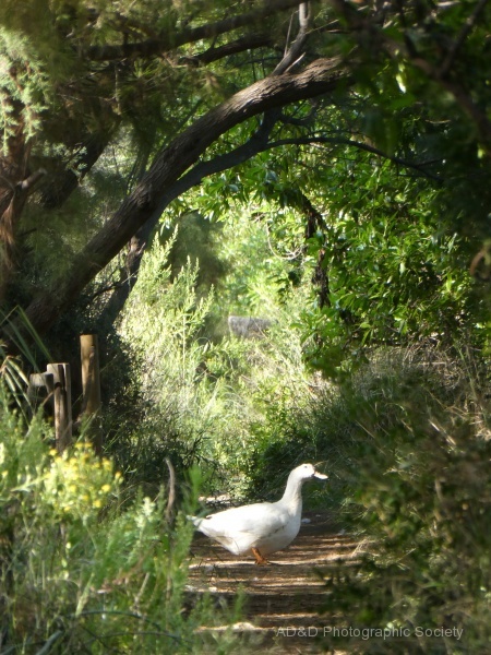 waddling
