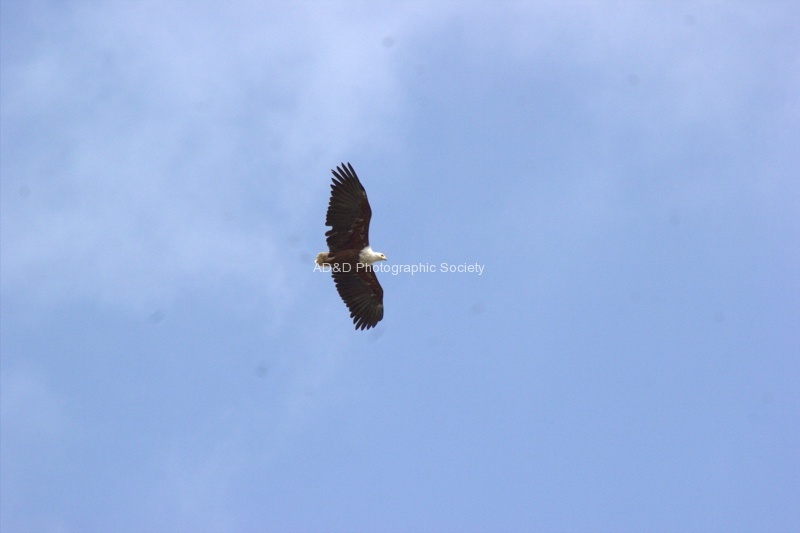 Roy Fish Eagle.jpg