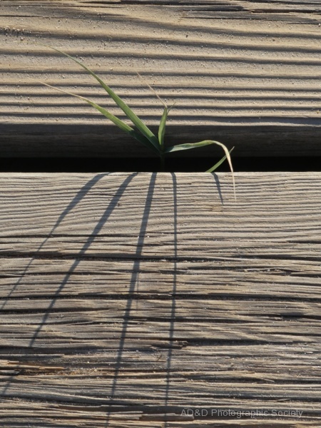 grass on boardwalk