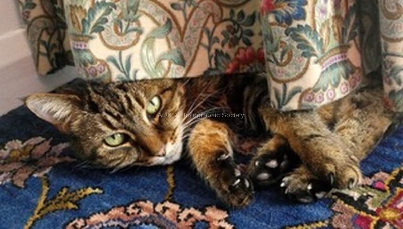 Cat, by Miggy Wild