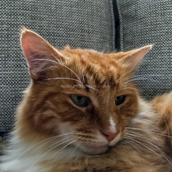 Portrait of Jasper, by Neil Grantham