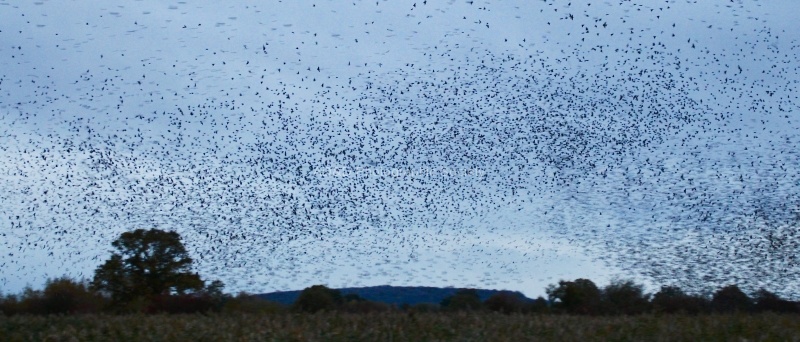 Murmuration, by Maureen Tyrrell