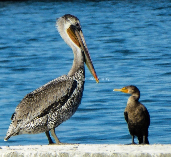 Bird Talk