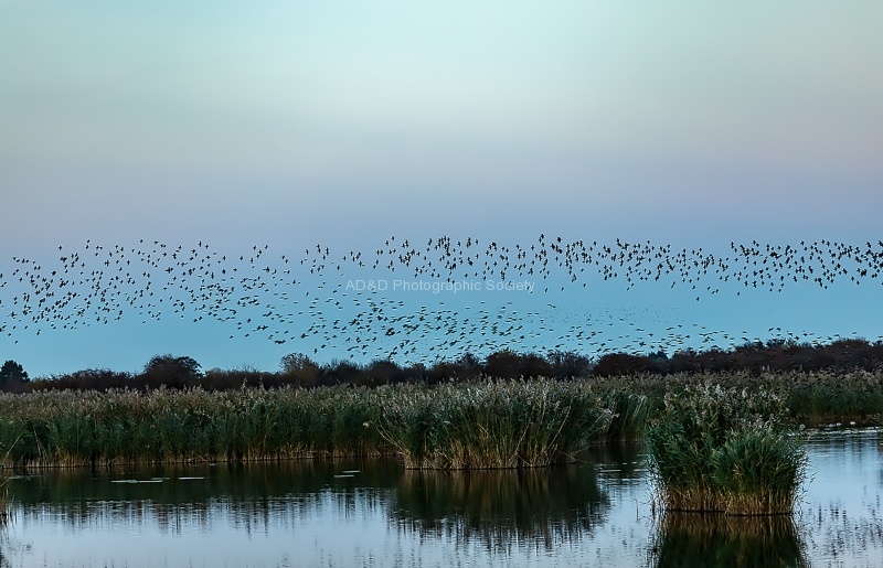 Sunset Murmuration Otmoor, by Khatija Barday Wood