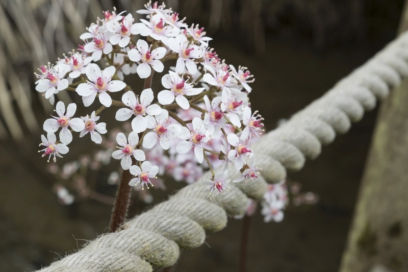 Rope flower, by Colin Lamb