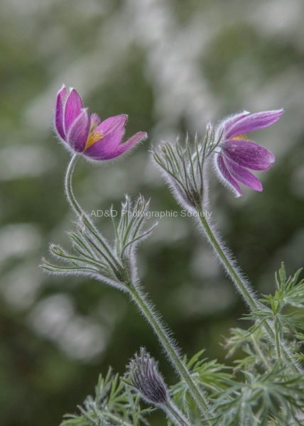 Hairy Alpines