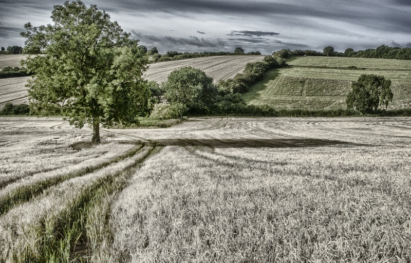 Field Colourised Flat