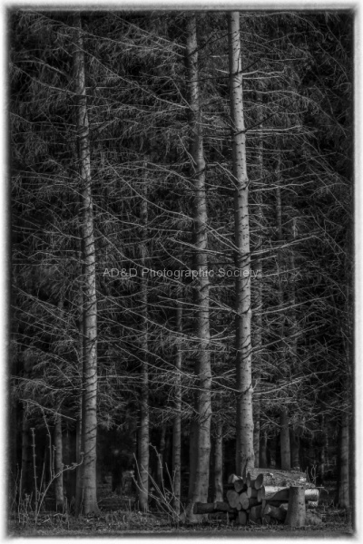Mono New Trees